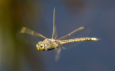 Hemianax papuensis